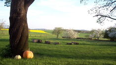 Bild Foto schoener Baum